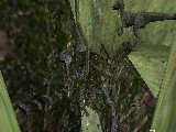 kz_man_dinocanyon